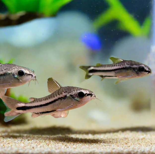Three pygy corys swimming over sand