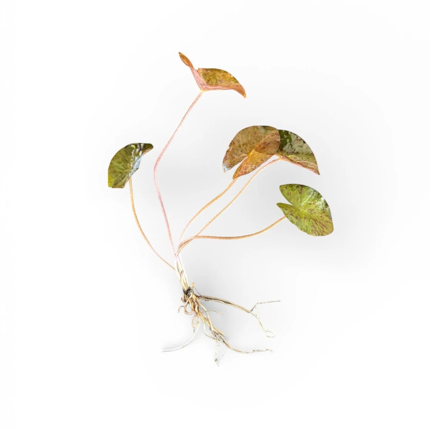Red Tiger lotus leaves on a white background
