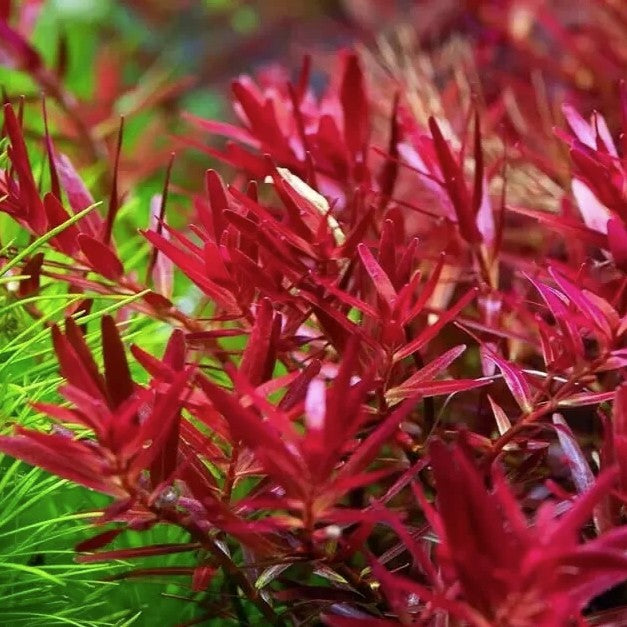 Submersed grown Rotala Blood Red in forfrount and green plant beside.