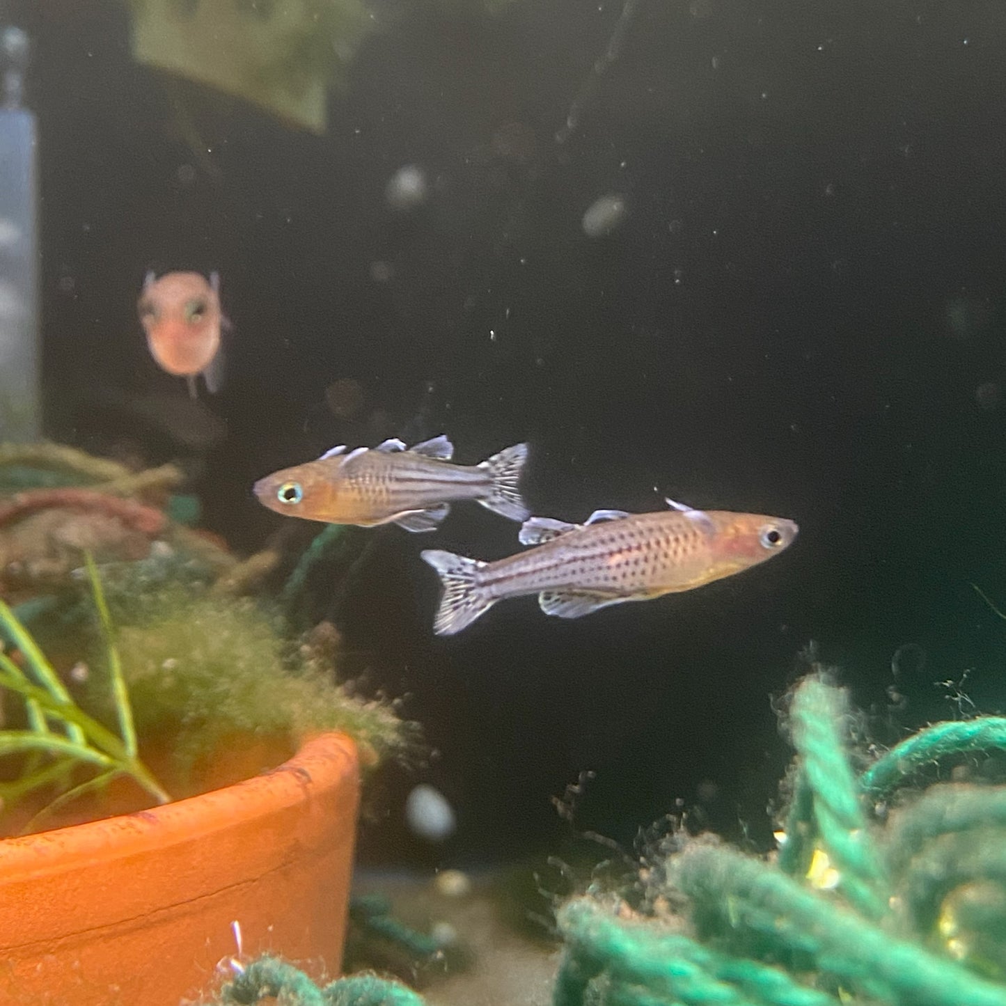 A photo of a Spotted Blue Eye fish swimming in an aquarium with dark background and some aquatic plants.