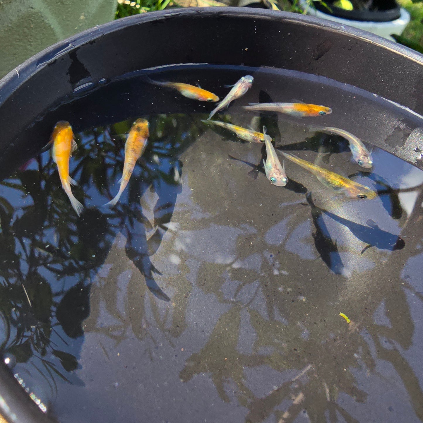Group of Tri Colour Medaka in a bowl