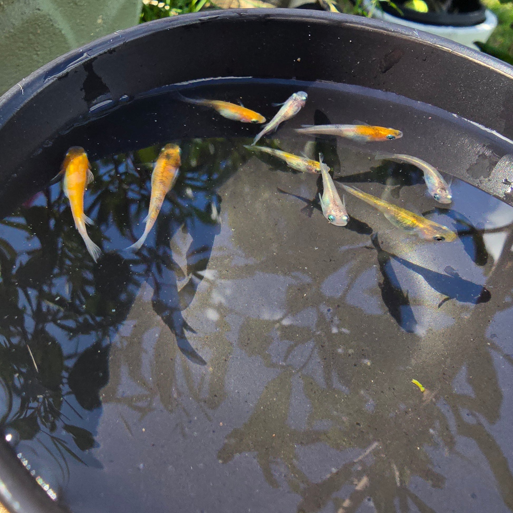 Medaka, Tricolour - Japanese Rice Fish - Oryzias Latipes