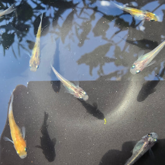 Tri Colour Medaka in a black bowl in the sun
