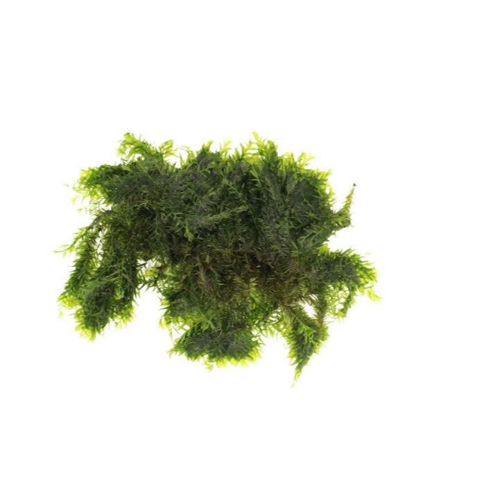 US Fissidens Moss on a white background