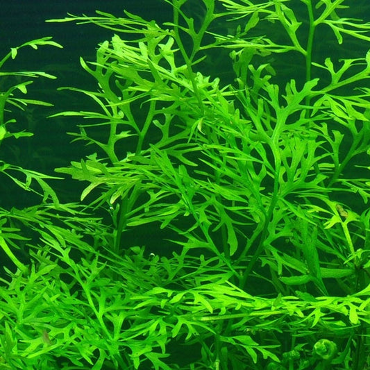Water Sprite Fine Potted