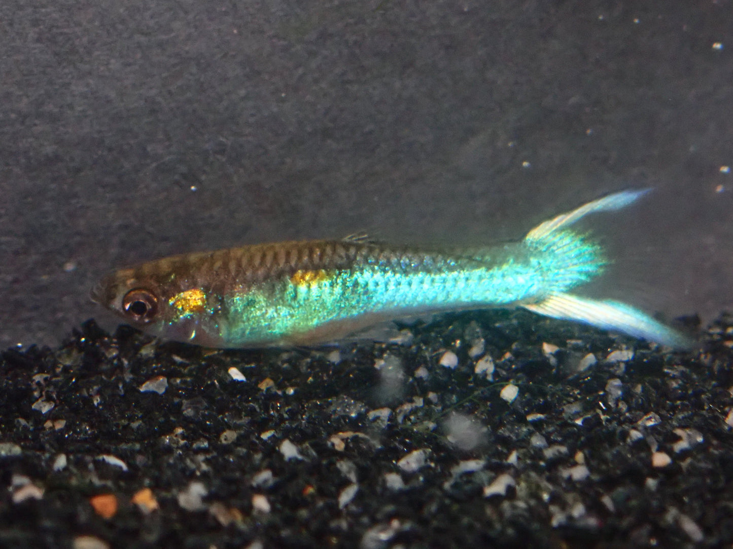 Yellow Chest Japan Blue Lyretail Endler