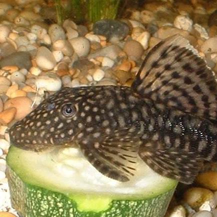 Shortfin Common Bristlenose Pelco Catfish