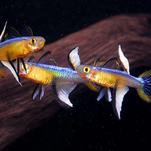 Pseudomugil Cyanodorsalis - Neon Blue Eye