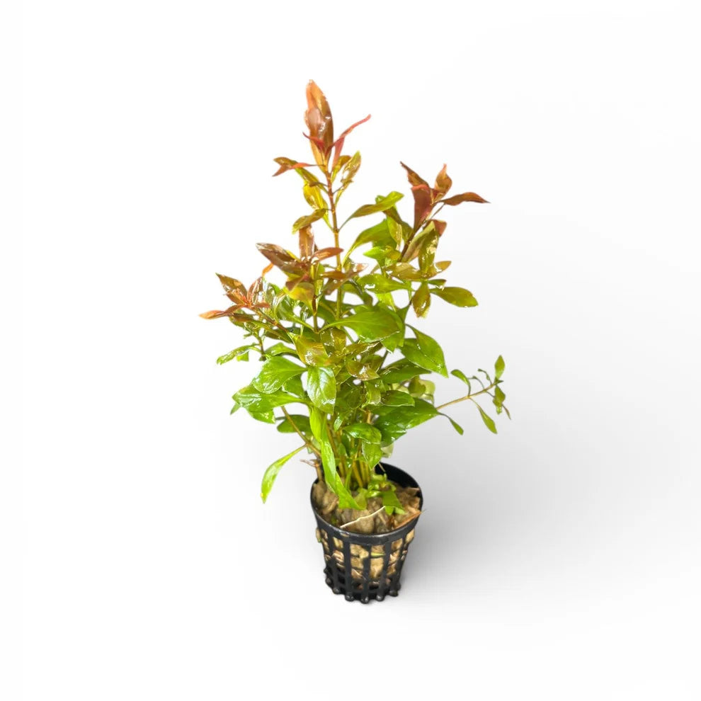 Ludwigia Repens