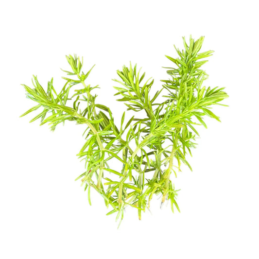 Green Pogostemon erectus stems on white background