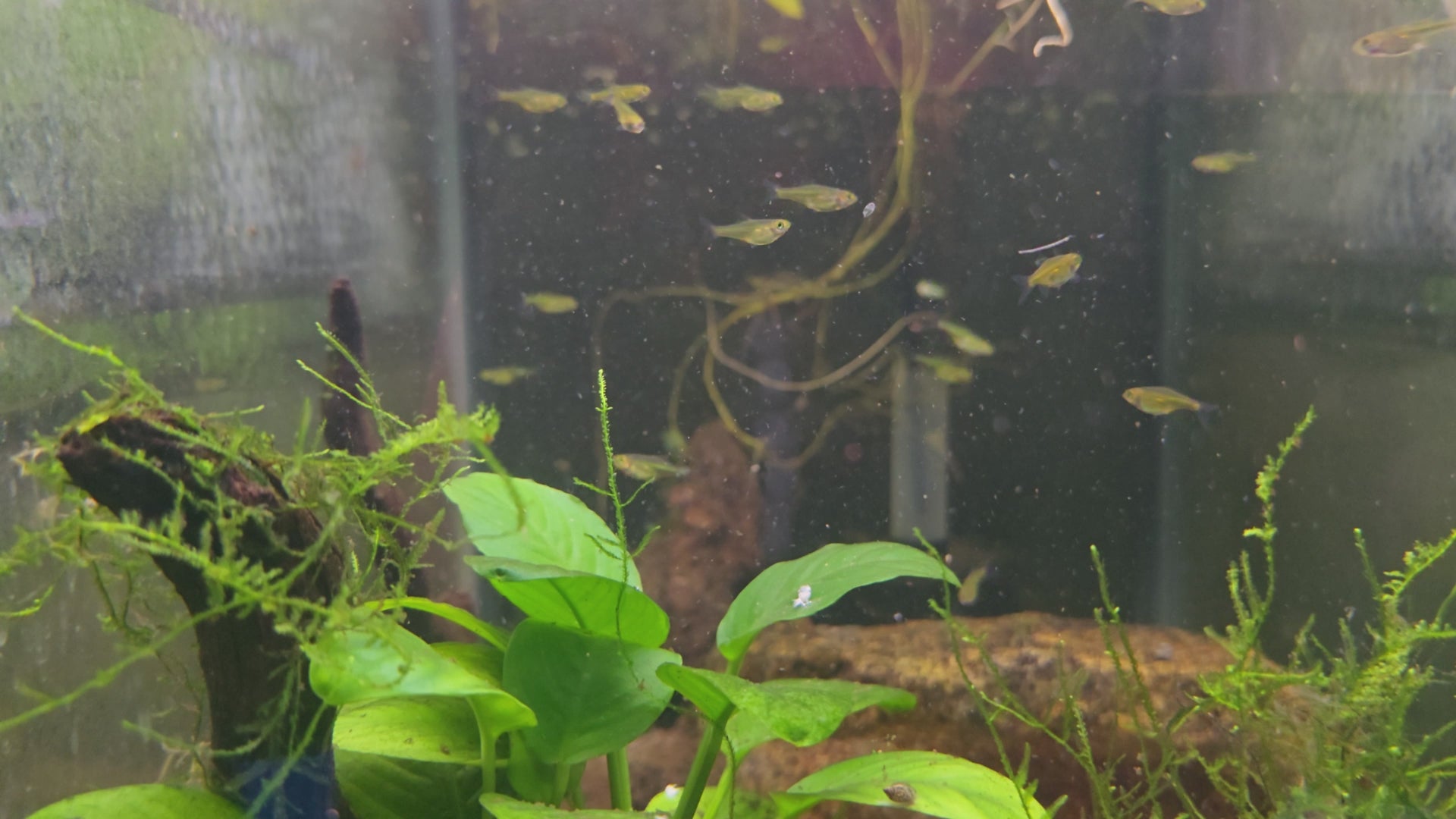 Neon Green Rasbora - Microdevario Kubotai