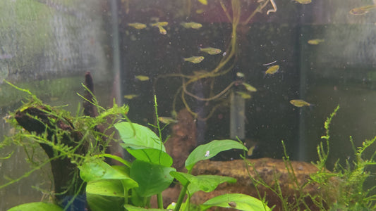 Neon Green Rasbora - Microdevario Kubotai