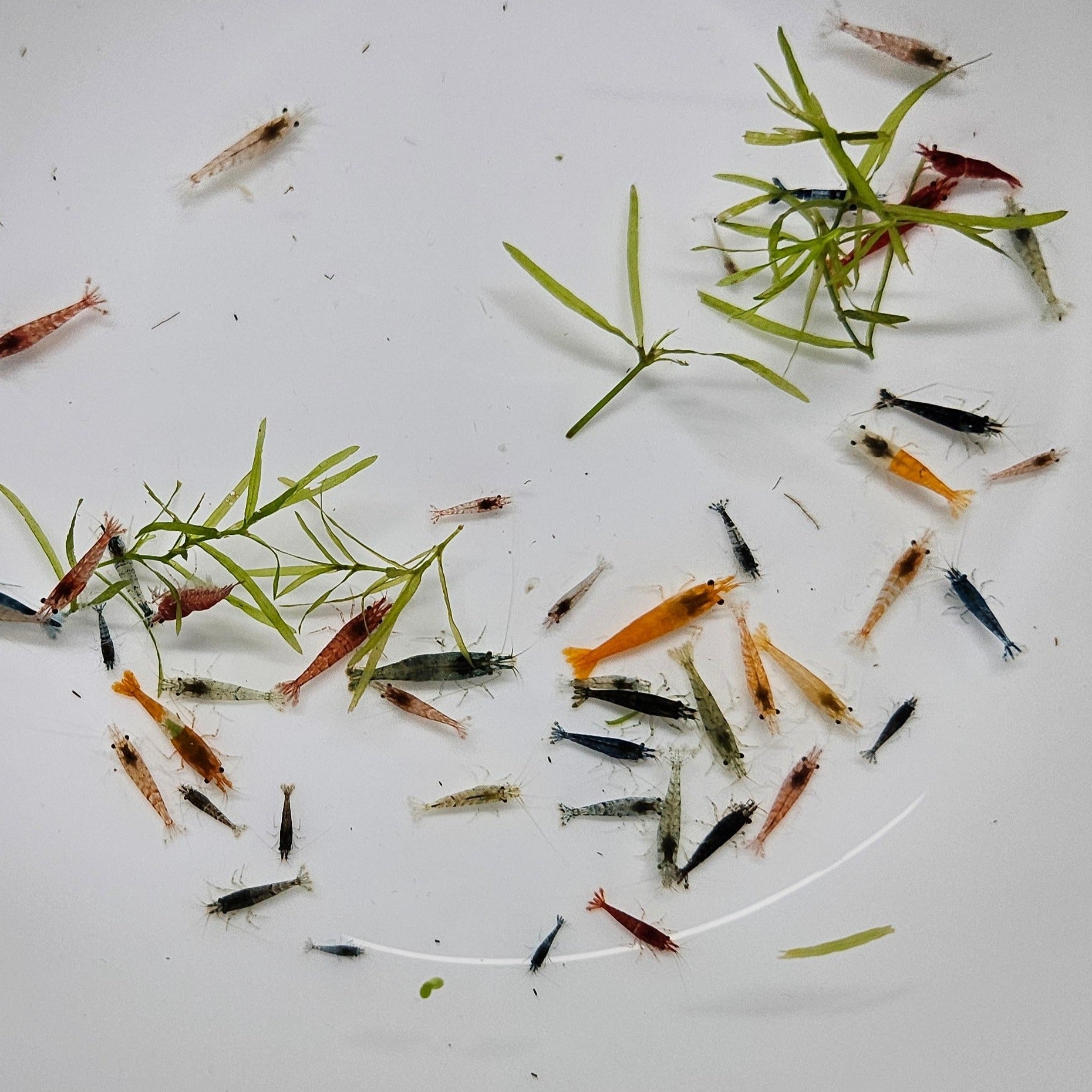 Cherry Shrimp - Skittles, Low grade - Neocaridina Davidi