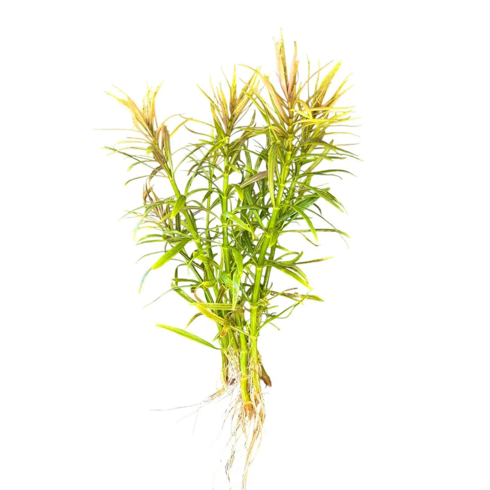 Eusteralis Stellata