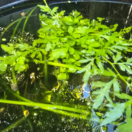 Water Sprite in black tub outside in the sun