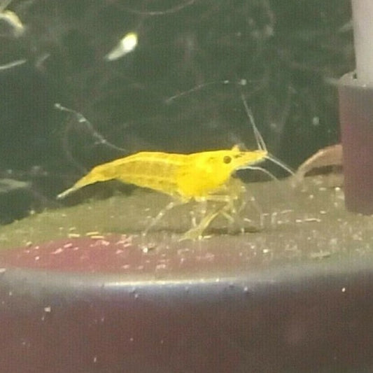 Australian Ninja chameleon shrimp display in different colours