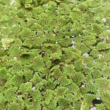 Plant - Azolla