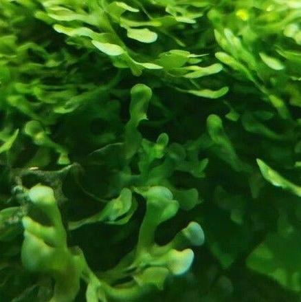 Subwassertang - Fresh Water Seaweed