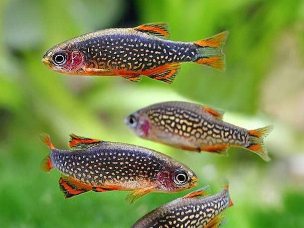 Four CPD's - Celestial Pearl Danio - Danio margaritatus in the forground and green in the background. 