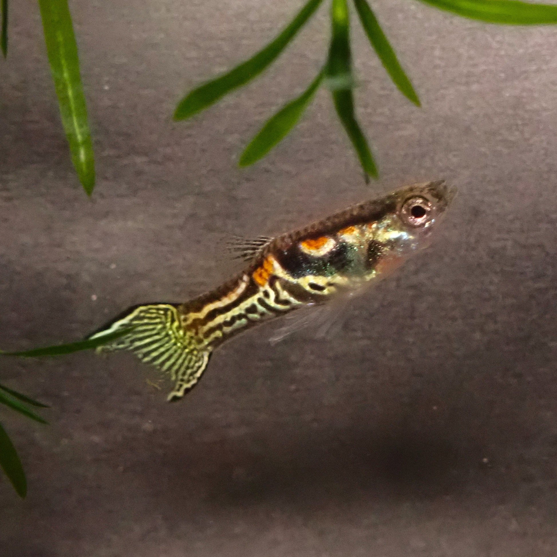 Endler's livebearer - Poecilia Wingei - Sunburst Green Cobra