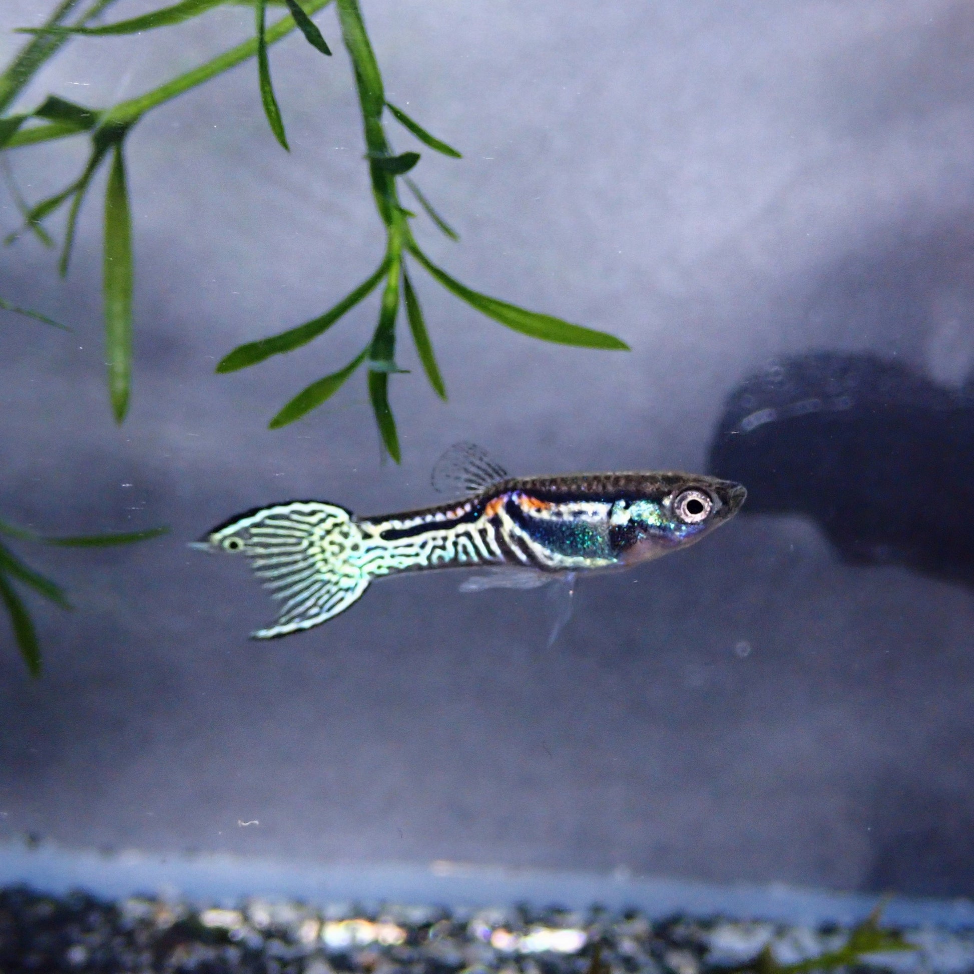 Endler's livebearer - Poecilia Wingei - Sunburst Green Cobra