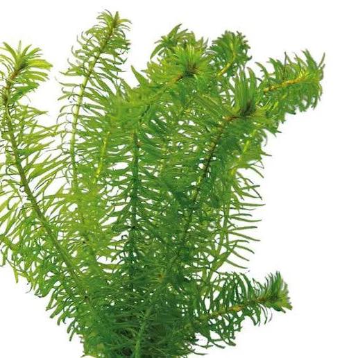 Plant - Elodea