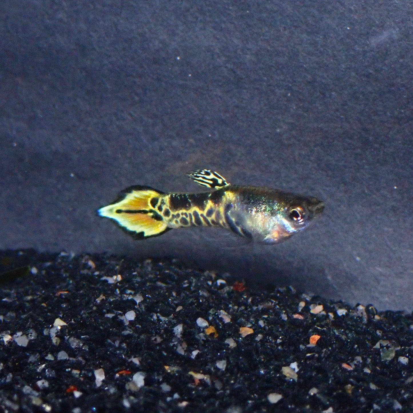 Yellow Endler