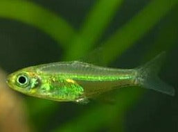 Neon Green Rasbora - Microdevario Kubotai