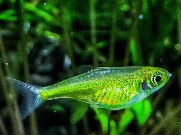 Neon Green Rasbora - Microdevario Kubotai