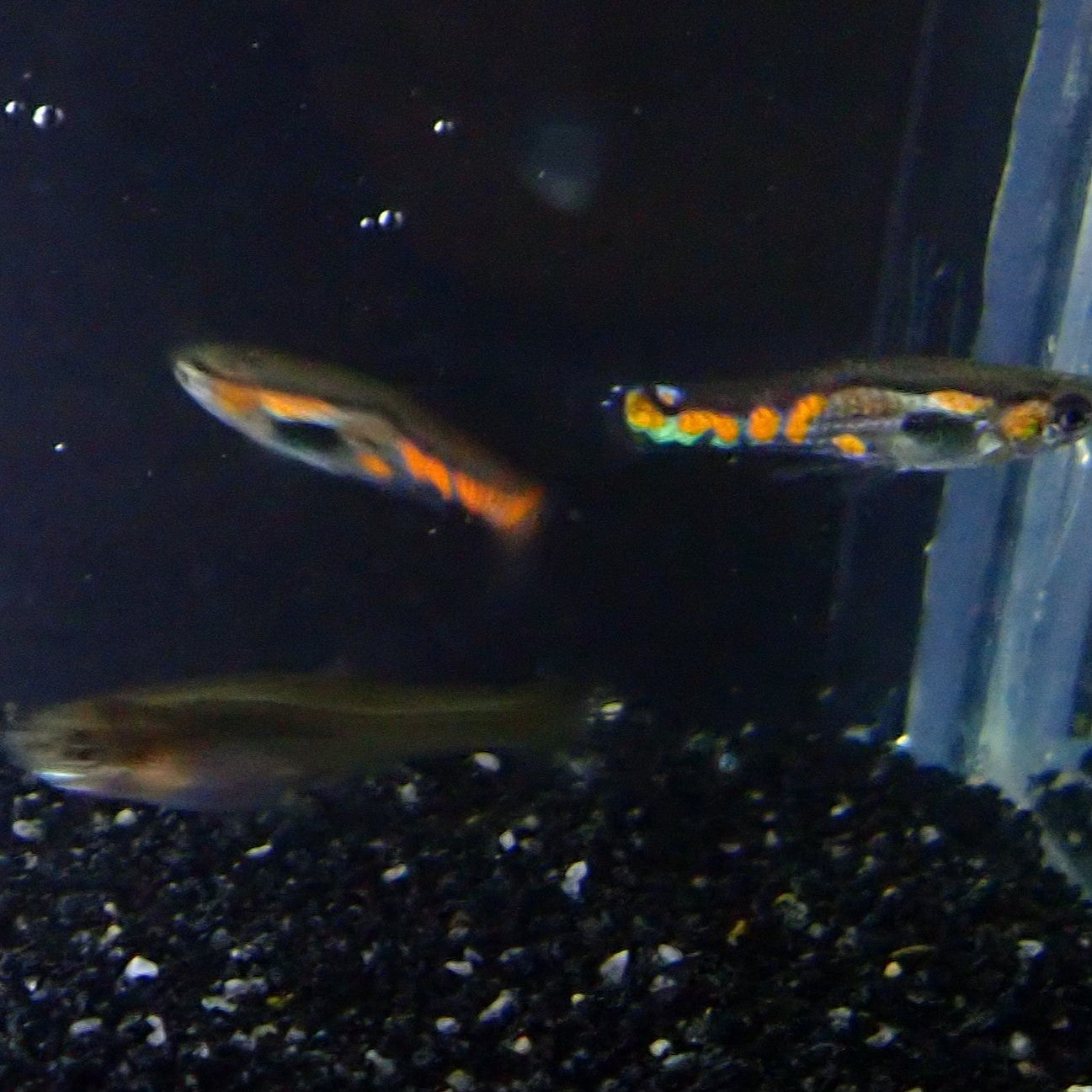 Orange Spot Endler