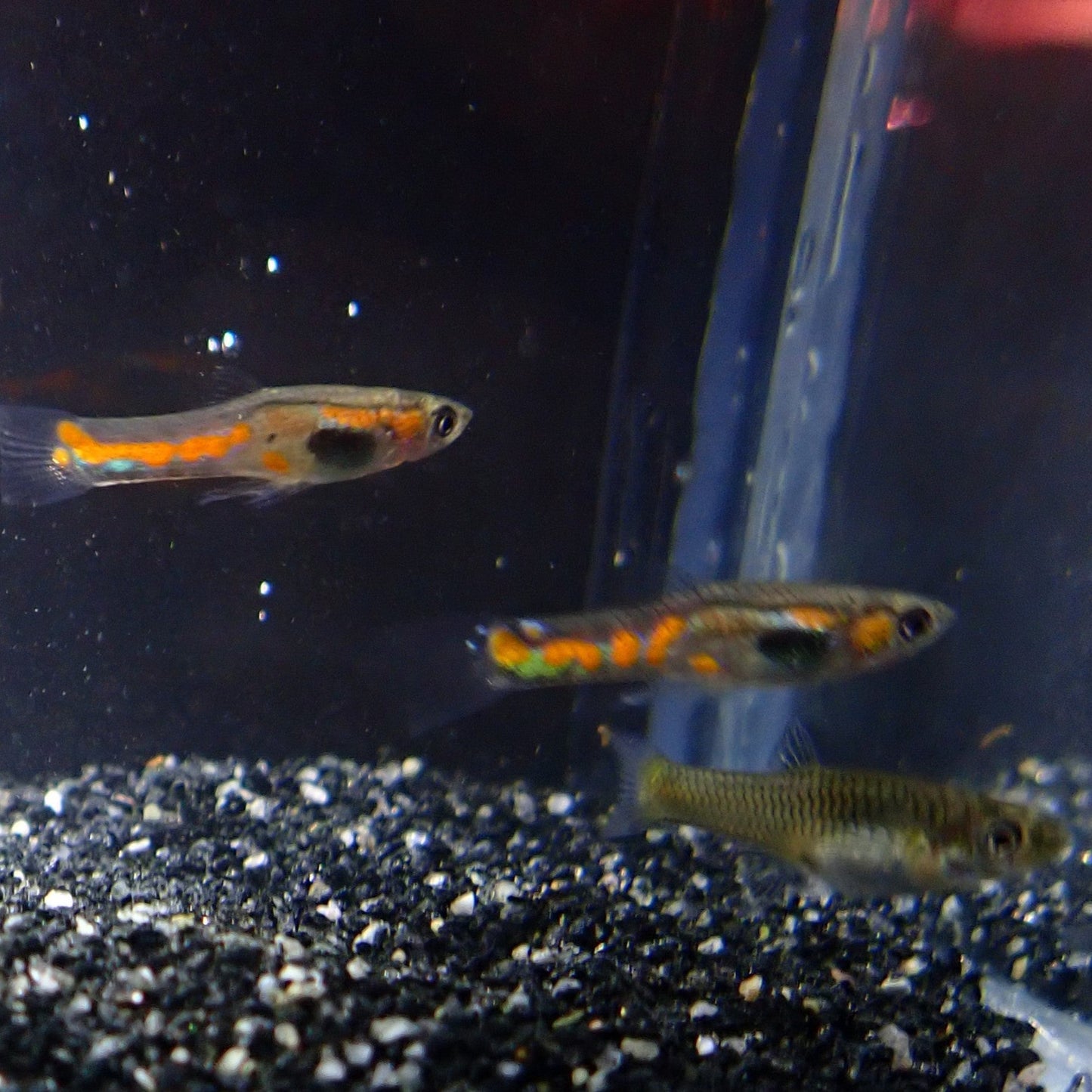 Orange Spot Endler x2 males and 1x female
