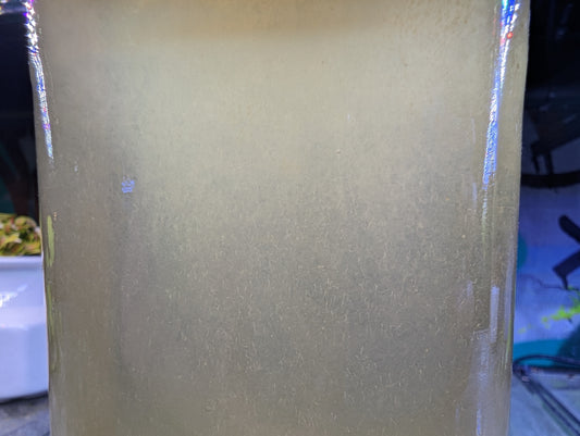 Vinegar Eels constrated in glass bottle.