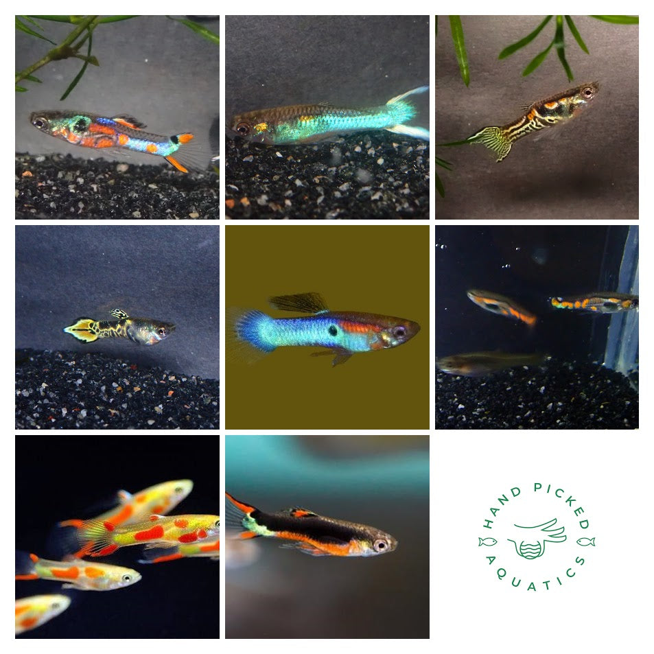 Endler's livebearer - Poecilia Wingei - 5 x assorted mix pairs of Endlers (each pair packed separately)