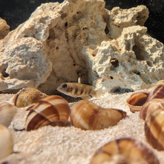 Lepidiolamprologus Hecqui guarding shells with large rock in the background
