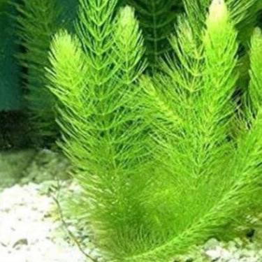 Plant - Hornwort - Ceratophyllum Demersum