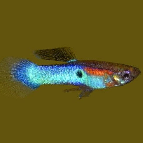 Blue fish on a brown background