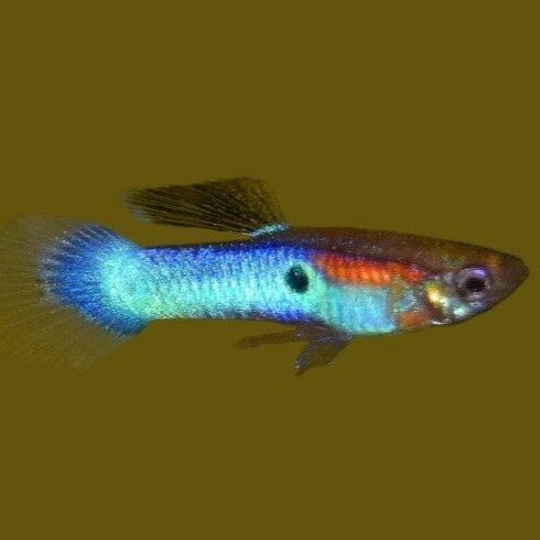 Japan Blue Endler