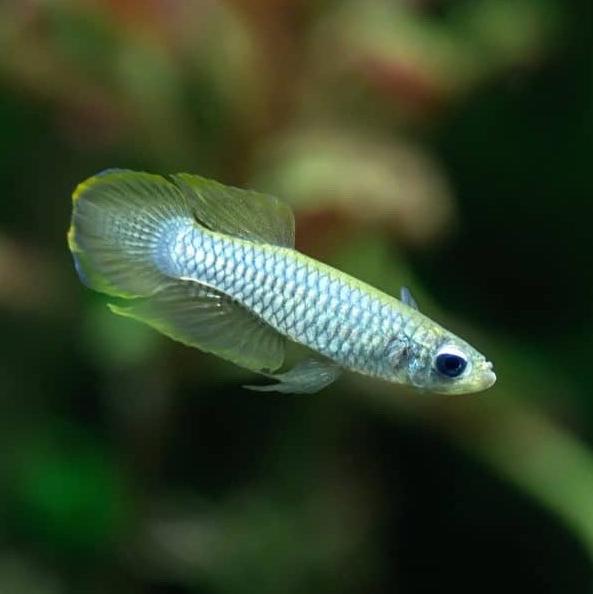 Norman's Lampeye Killifish