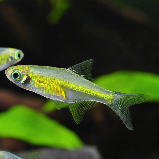 Neon Green Rasbora fish swimming in an aquarium with green aquatic plants in the background.