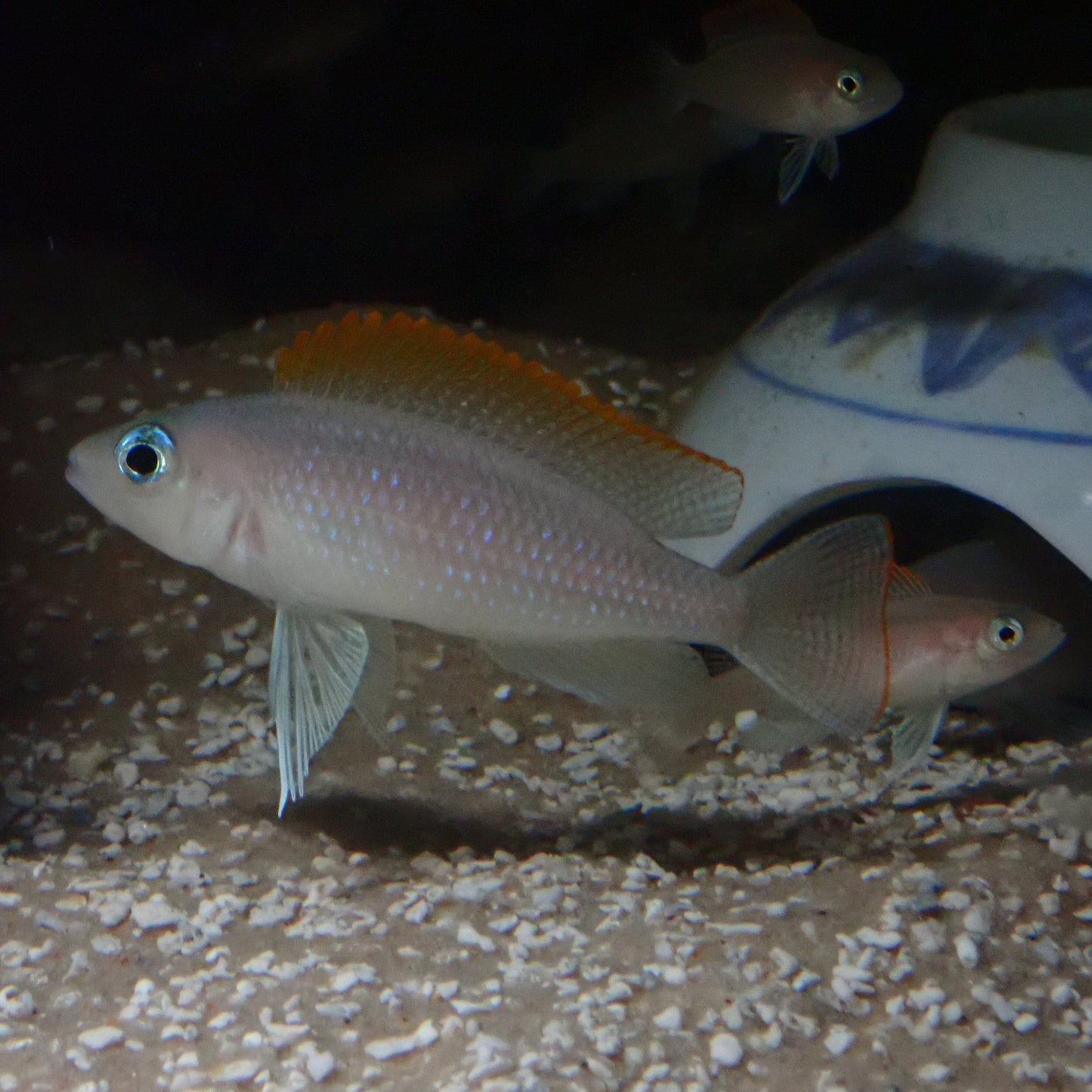 Male Lamprologus Caudopunctatus garding his cave