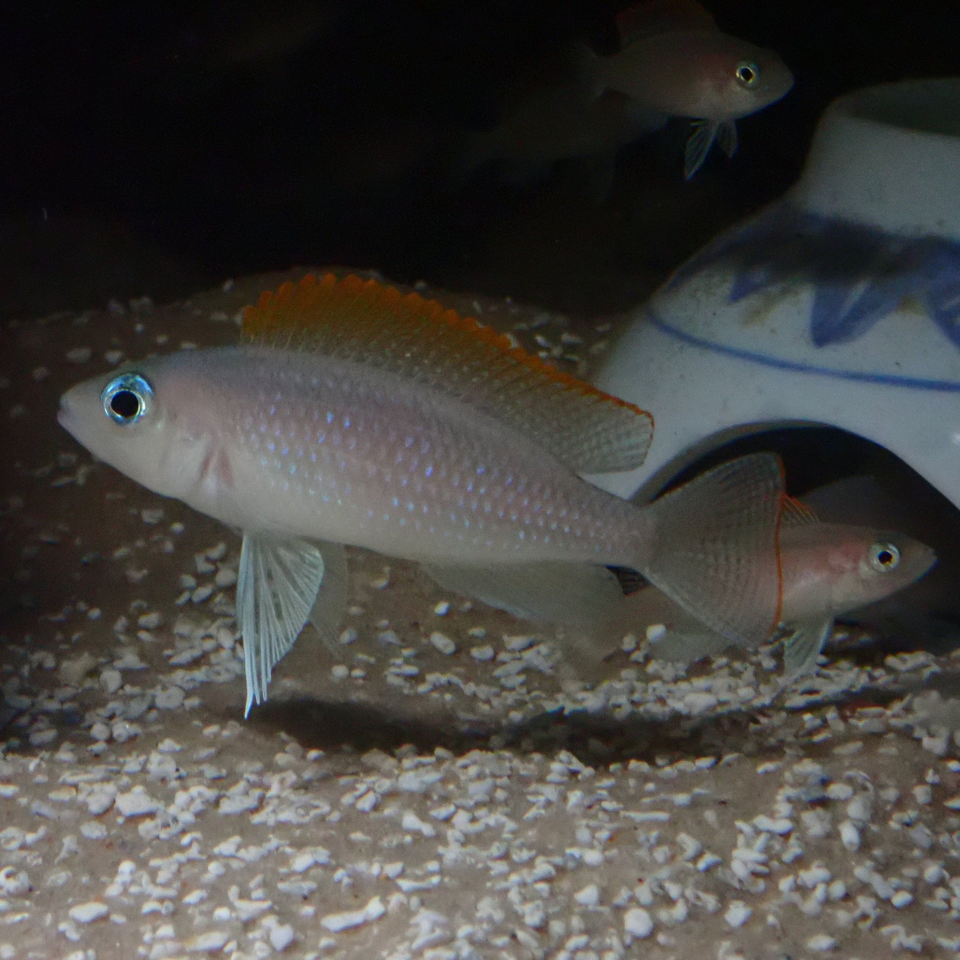 Lamprologus Caudopunctatus - Caudo Punks