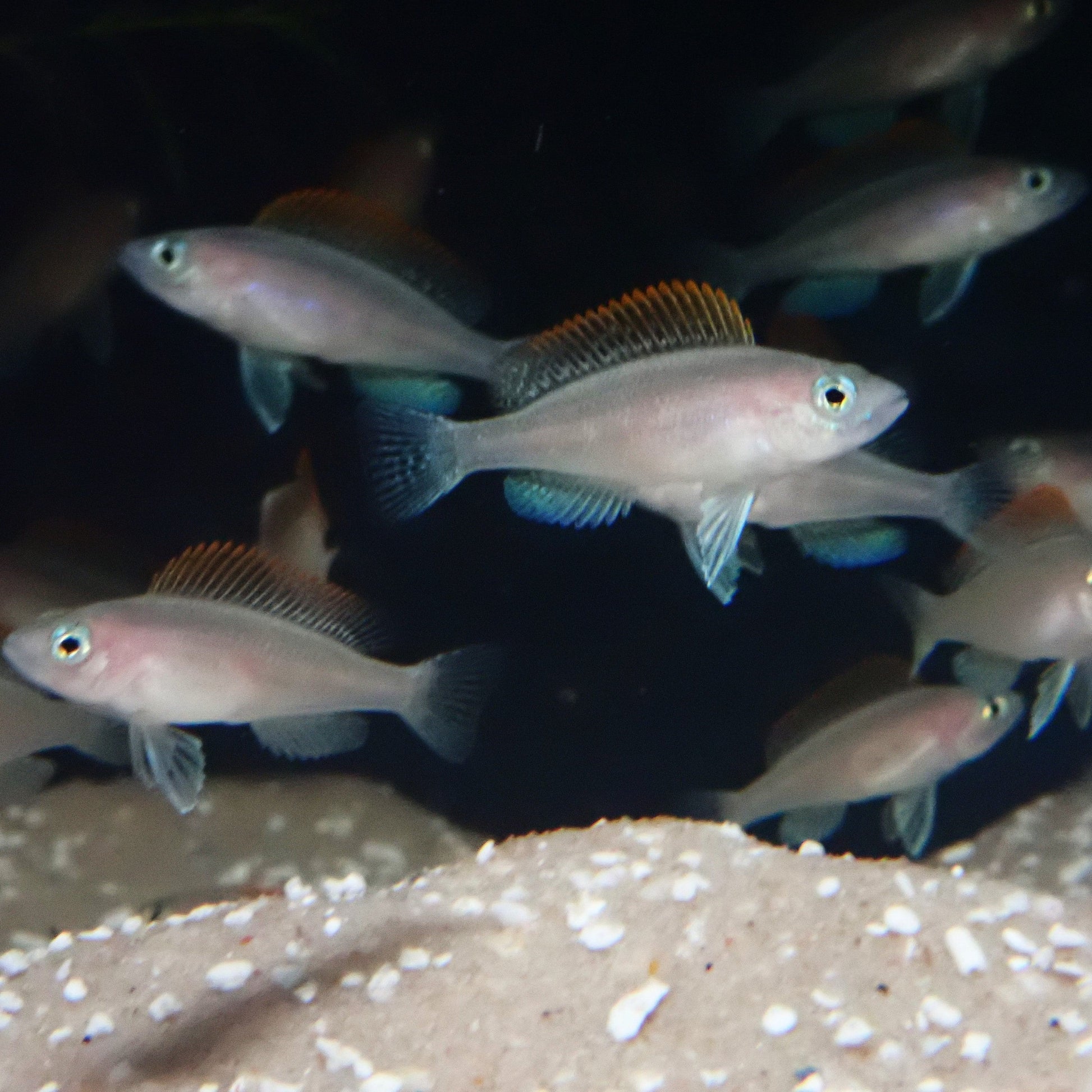 Lamprologus Caudopunctatus - Caudo Punks