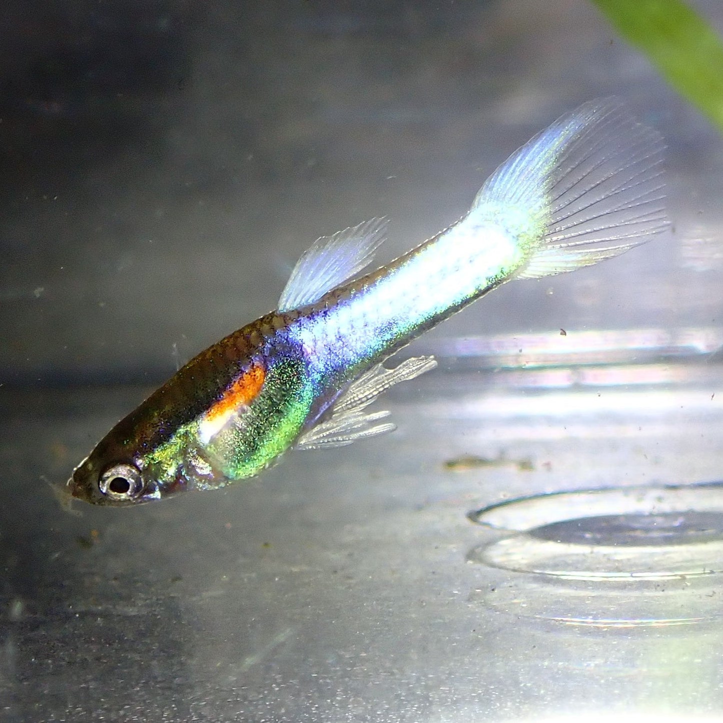Opal Endler