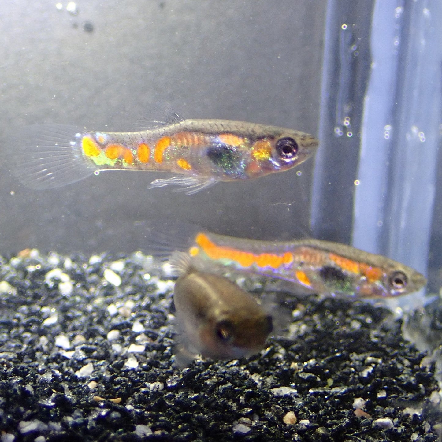 Orange Spot Endler
