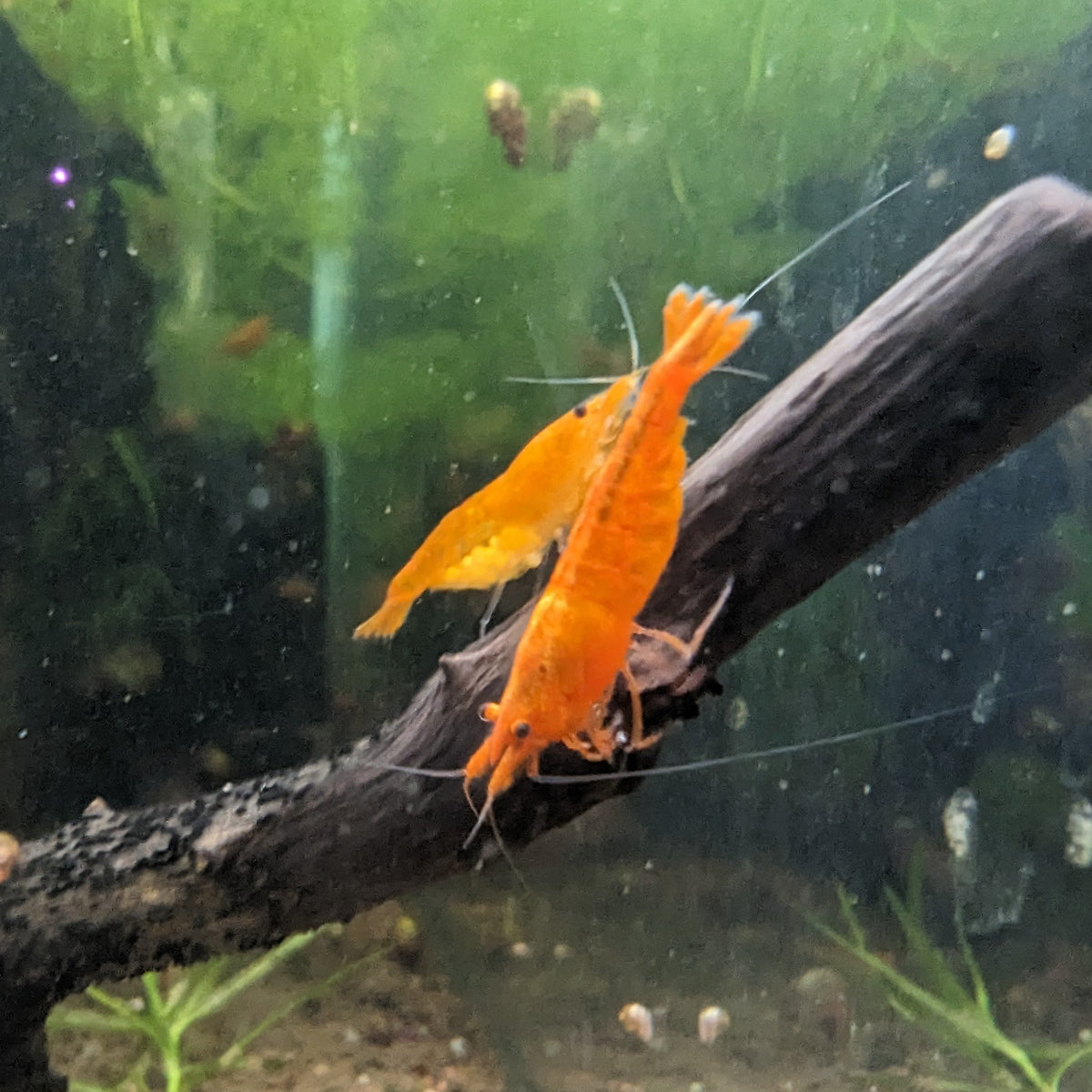 Orange Cherry shrimp on driftwood in aquarium