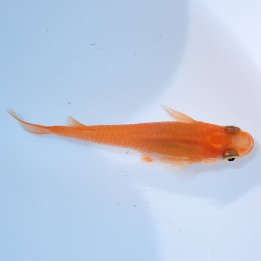 Medaka, Yokihi, Orange Medaka - Japanese Rice Fish - Oryzias Latipes