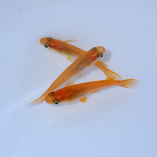 Medaka, Yokihi, Orange Medaka - Japanese Rice Fish - Oryzias Latipes