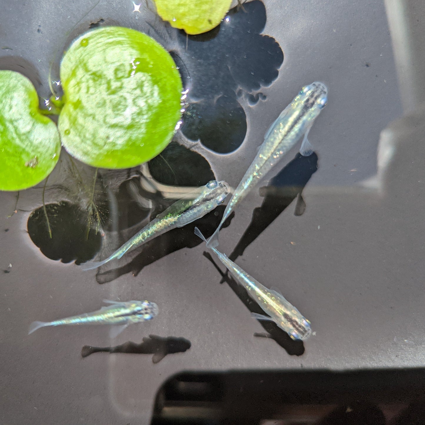 Medaka, Miyuki (blue) - Japanese Rice Fish - Oryzias Latipes