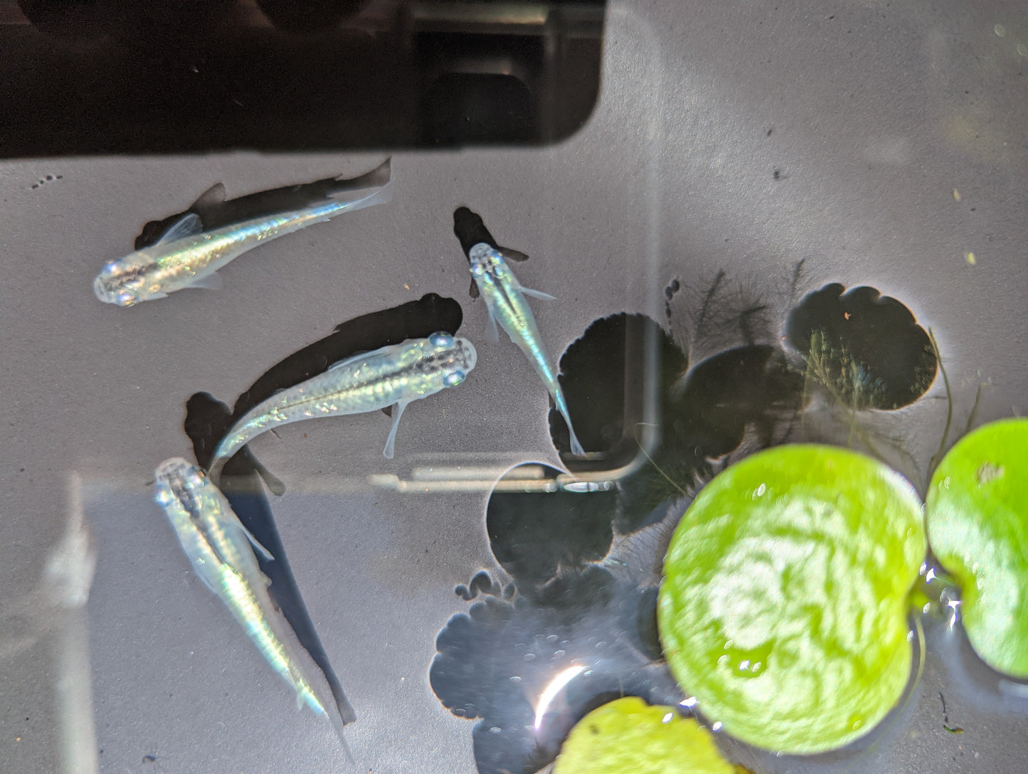 Miyuki (blue) Medaka swiming in bowl with floating plant