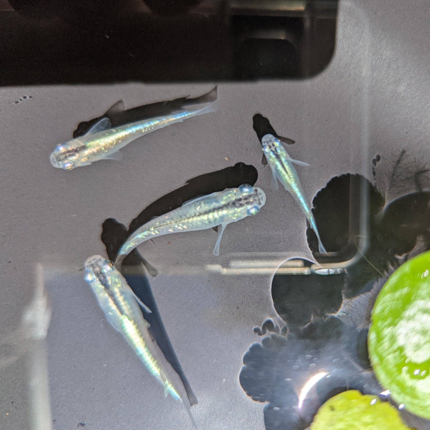 Miyuki (blue) Medaka swiming in bowl with floating plant
